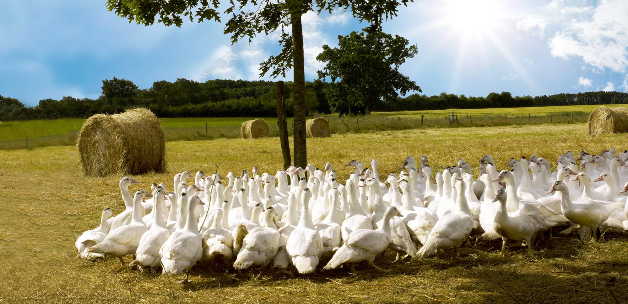 canard en plein air - bandeau haut